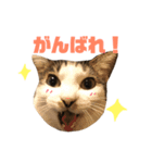 わぽさぼコンビ 2（個別スタンプ：14）