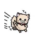 ポメラニアンのパン公（個別スタンプ：10）