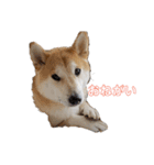 毎日使える 柴犬 もんちゃん＆むさし（個別スタンプ：1）