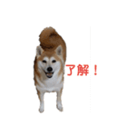 毎日使える 柴犬 もんちゃん＆むさし（個別スタンプ：2）
