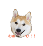 毎日使える 柴犬 もんちゃん＆むさし（個別スタンプ：3）