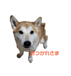 毎日使える 柴犬 もんちゃん＆むさし（個別スタンプ：4）