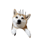 毎日使える 柴犬 もんちゃん＆むさし（個別スタンプ：5）