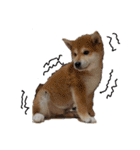 毎日使える 柴犬 もんちゃん＆むさし（個別スタンプ：6）