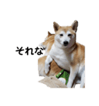 毎日使える 柴犬 もんちゃん＆むさし（個別スタンプ：7）