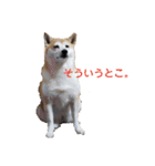 毎日使える 柴犬 もんちゃん＆むさし（個別スタンプ：8）