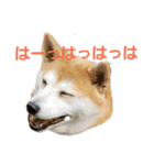 毎日使える 柴犬 もんちゃん＆むさし（個別スタンプ：10）