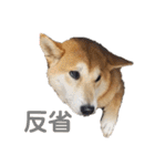 毎日使える 柴犬 もんちゃん＆むさし（個別スタンプ：11）