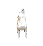 毎日使える 柴犬 もんちゃん＆むさし（個別スタンプ：12）