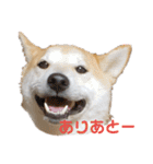 毎日使える 柴犬 もんちゃん＆むさし（個別スタンプ：13）