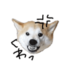 毎日使える 柴犬 もんちゃん＆むさし（個別スタンプ：16）