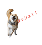 毎日使える 柴犬 もんちゃん＆むさし（個別スタンプ：17）