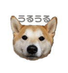 毎日使える 柴犬 もんちゃん＆むさし（個別スタンプ：20）