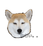 毎日使える 柴犬 もんちゃん＆むさし（個別スタンプ：21）