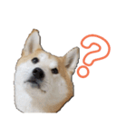 毎日使える 柴犬 もんちゃん＆むさし（個別スタンプ：22）