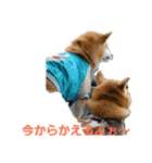 毎日使える 柴犬 もんちゃん＆むさし（個別スタンプ：23）
