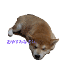 毎日使える 柴犬 もんちゃん＆むさし（個別スタンプ：25）