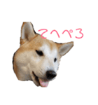 毎日使える 柴犬 もんちゃん＆むさし（個別スタンプ：27）