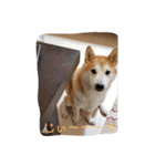 毎日使える 柴犬 もんちゃん＆むさし（個別スタンプ：28）