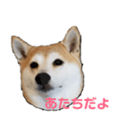 毎日使える 柴犬 もんちゃん＆むさし（個別スタンプ：29）