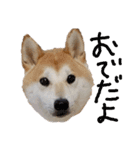 毎日使える 柴犬 もんちゃん＆むさし（個別スタンプ：30）