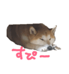 毎日使える 柴犬 もんちゃん＆むさし（個別スタンプ：31）