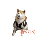 毎日使える 柴犬 もんちゃん＆むさし（個別スタンプ：33）