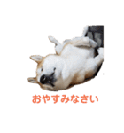 毎日使える 柴犬 もんちゃん＆むさし（個別スタンプ：34）