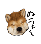 毎日使える 柴犬 もんちゃん＆むさし（個別スタンプ：35）