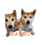 毎日使える 柴犬 もんちゃん＆むさし（個別スタンプ：36）