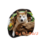 毎日使える 柴犬 もんちゃん＆むさし（個別スタンプ：37）
