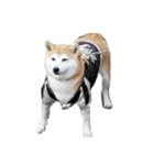 毎日使える 柴犬 もんちゃん＆むさし（個別スタンプ：38）