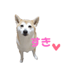 毎日使える 柴犬 もんちゃん＆むさし（個別スタンプ：39）