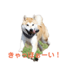 毎日使える 柴犬 もんちゃん＆むさし（個別スタンプ：40）