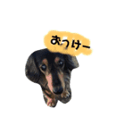 宮田家のわん（個別スタンプ：4）