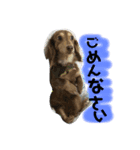宮田家のわん（個別スタンプ：5）