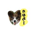 宮田家のわん（個別スタンプ：6）