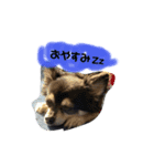 宮田家のわん（個別スタンプ：8）