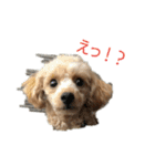トイプードルきなこスタンプ（個別スタンプ：4）