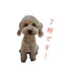 トイプードルきなこスタンプ（個別スタンプ：8）