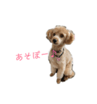 トイプードルきなこスタンプ（個別スタンプ：13）