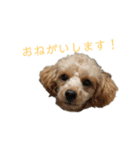 トイプードルきなこスタンプ（個別スタンプ：19）