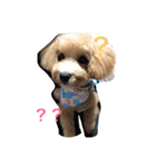 マルプースタンプ（個別スタンプ：5）