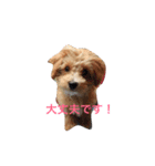 マルプースタンプ（個別スタンプ：16）