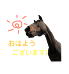 馬のスタンプ(キョウワダッフィー)（個別スタンプ：2）