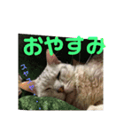 まめたろうスタンプ（個別スタンプ：4）