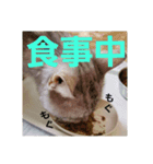 まめたろうスタンプ（個別スタンプ：5）