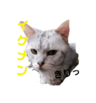 まめたろうスタンプ（個別スタンプ：7）