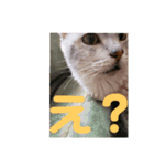 まめたろうスタンプ（個別スタンプ：12）