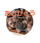 まめたろうスタンプ（個別スタンプ：16）